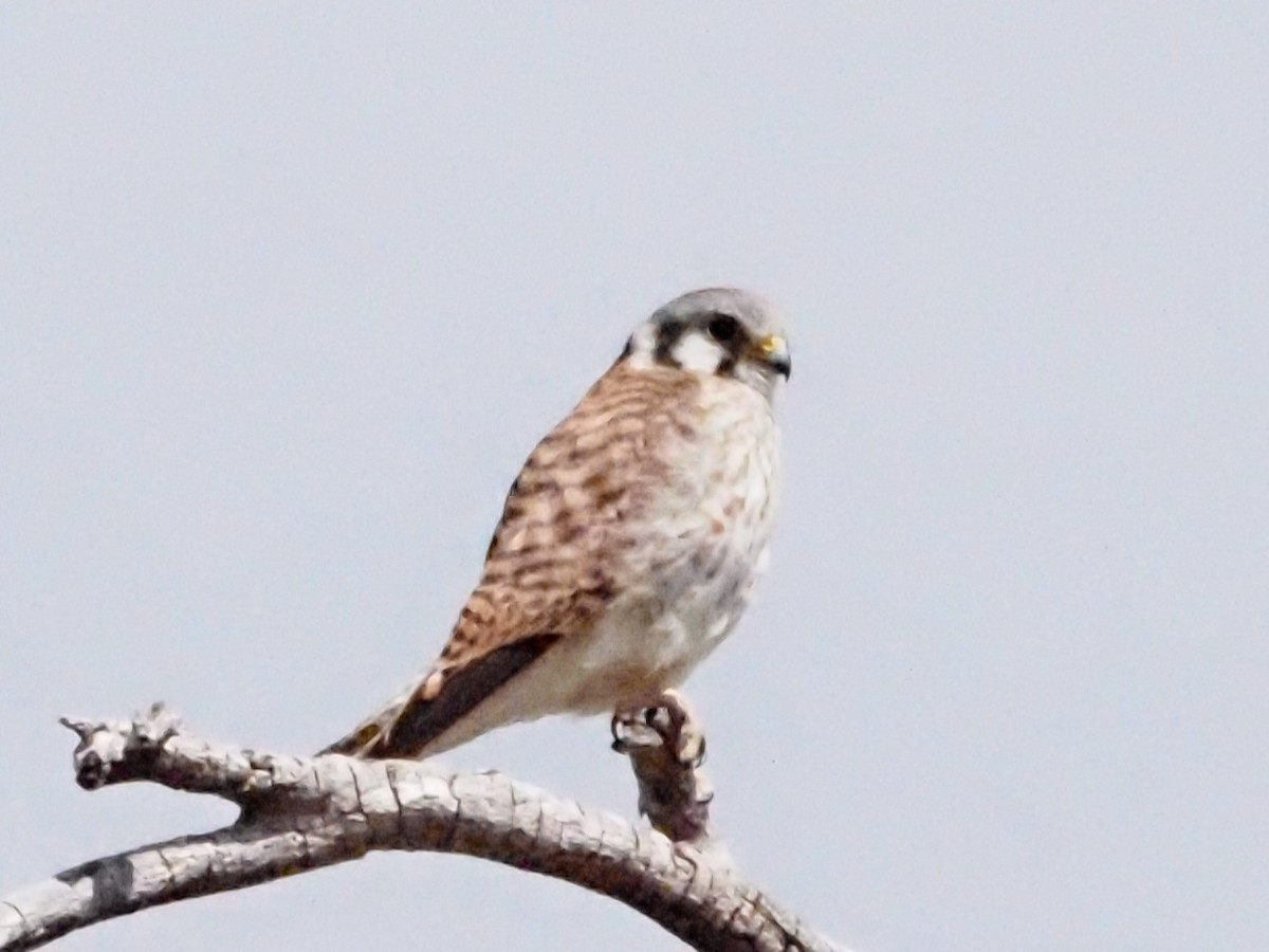 American Kestrel - Jonine Dewitte