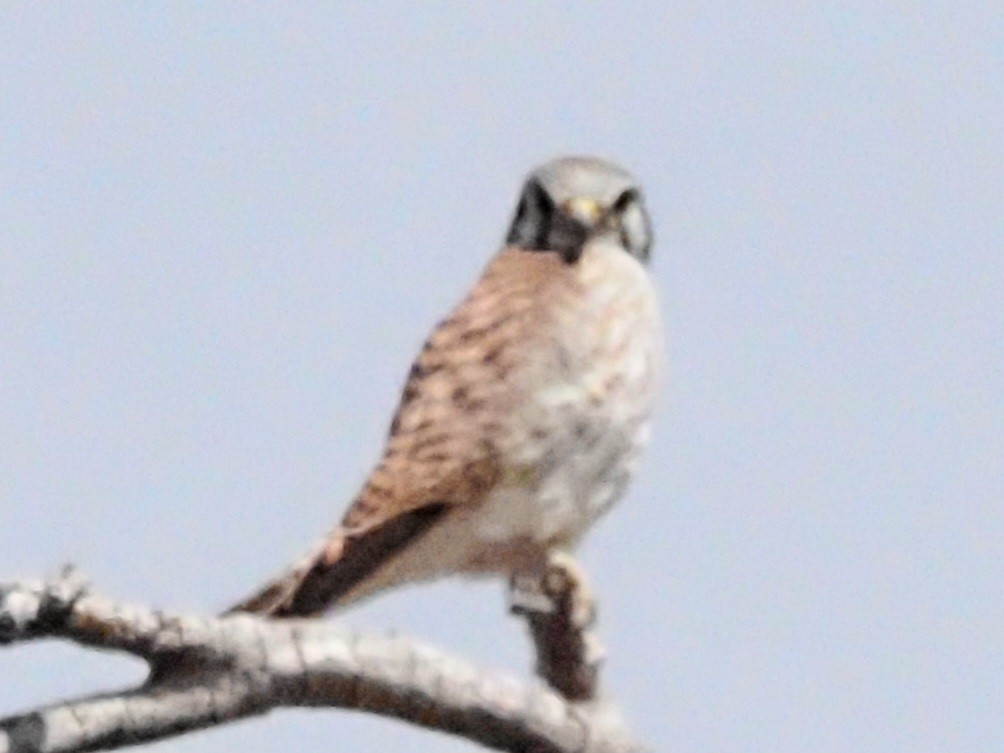 American Kestrel - Jonine Dewitte