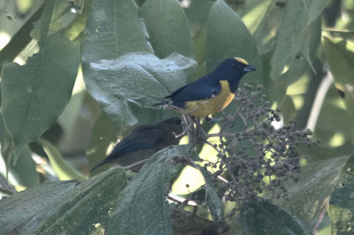 Spot-crowned Euphonia - Kevin Thompson