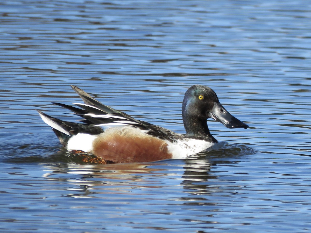 Northern Shoveler - ML618082068