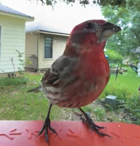 House Finch - ML618082070