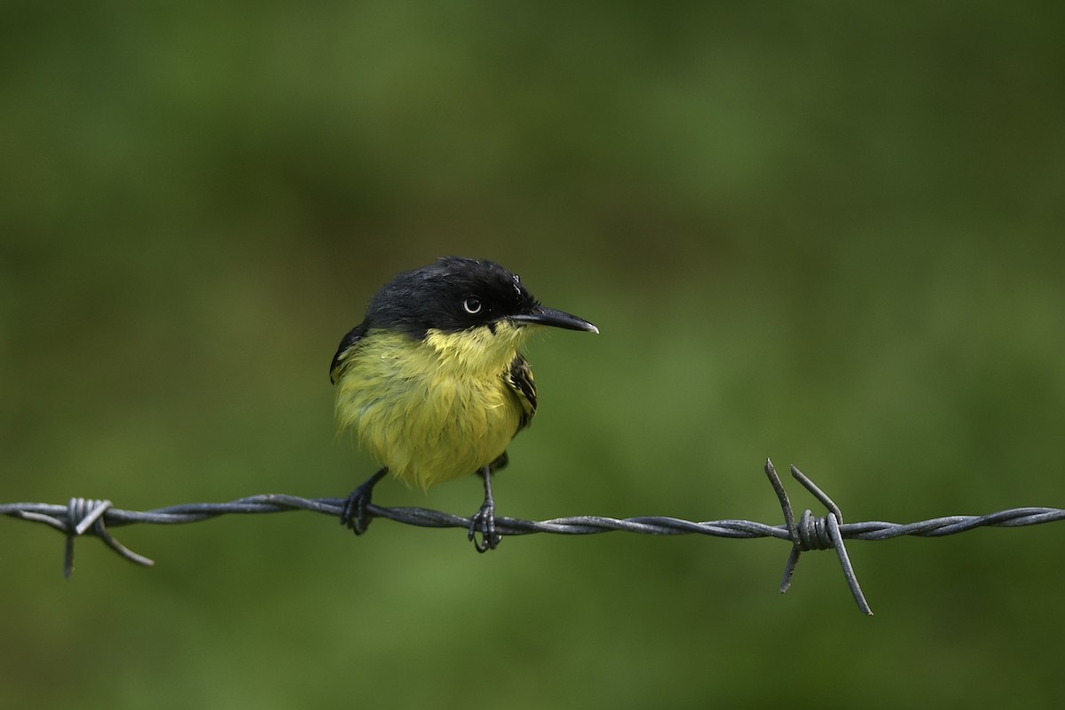 Common Tody-Flycatcher - ML618082129