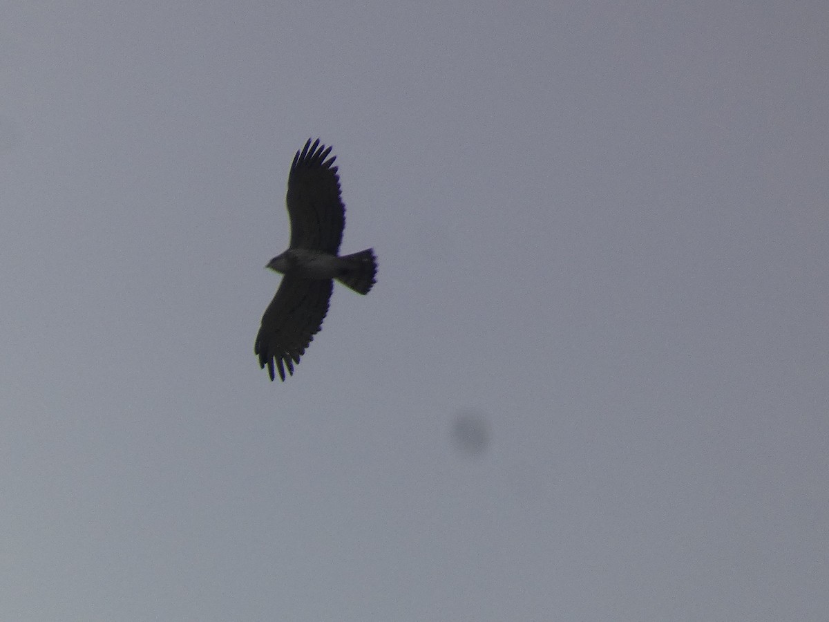 Short-toed Snake-Eagle - ML618082142