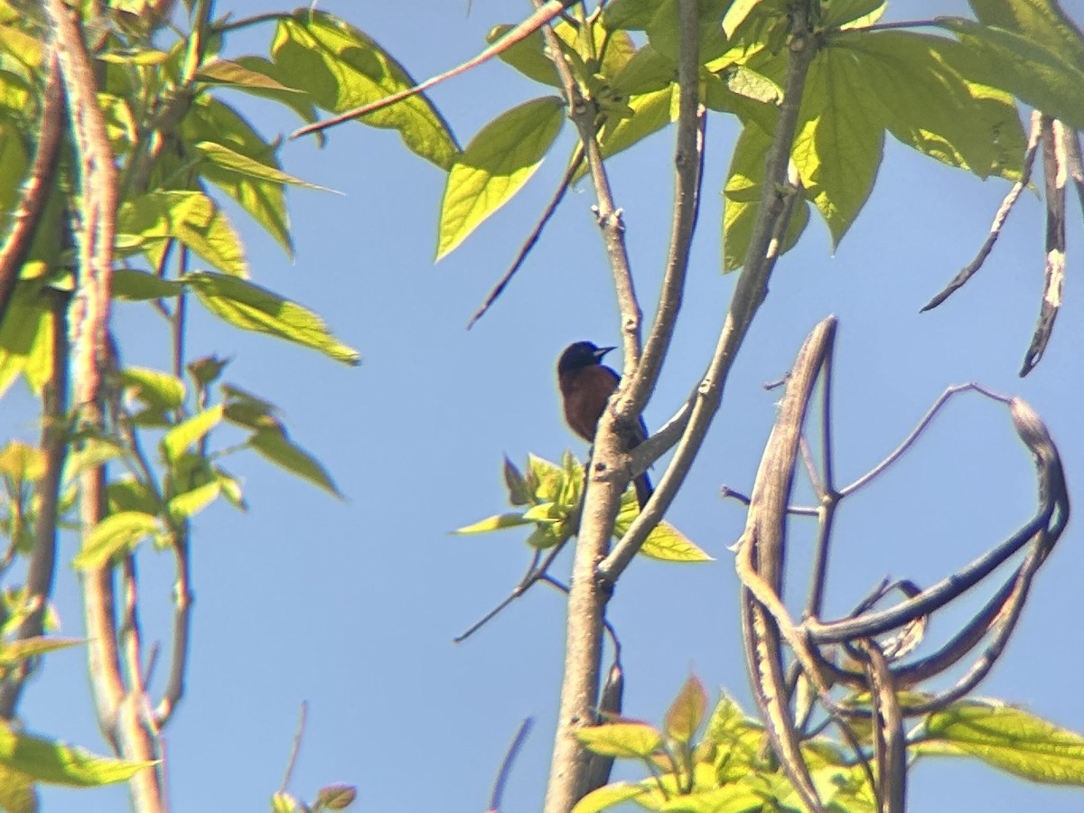 Orchard Oriole - Joseph Trezza