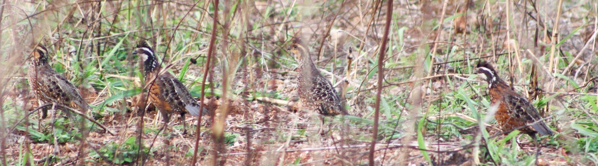 Northern Bobwhite - ML618082151