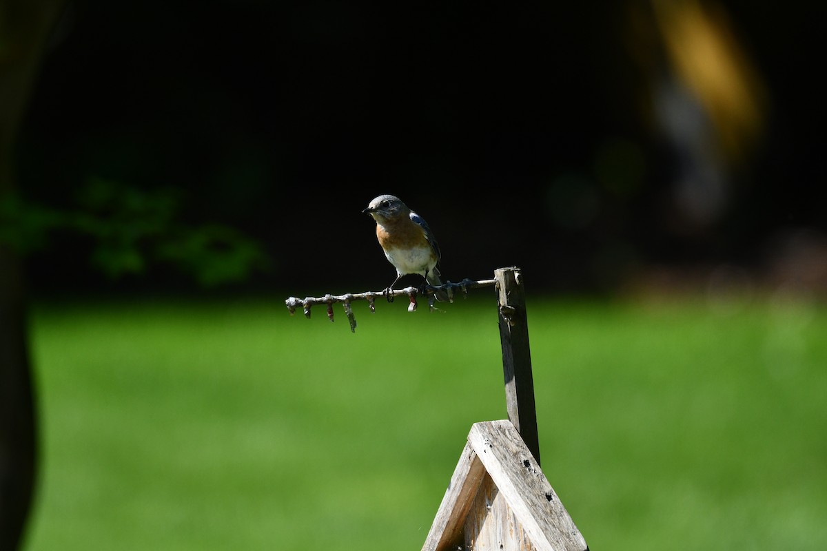 Eastern Bluebird - ML618082188