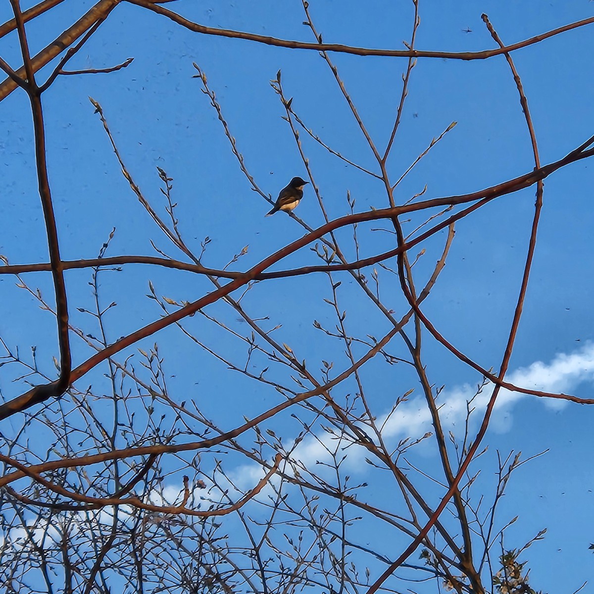 Eastern Kingbird - ML618082189