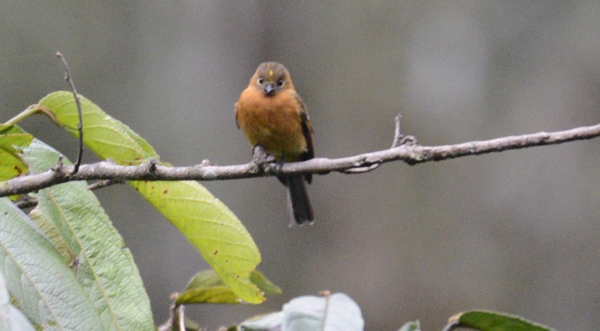 Cinnamon Flycatcher - Spencer Vanderhoof