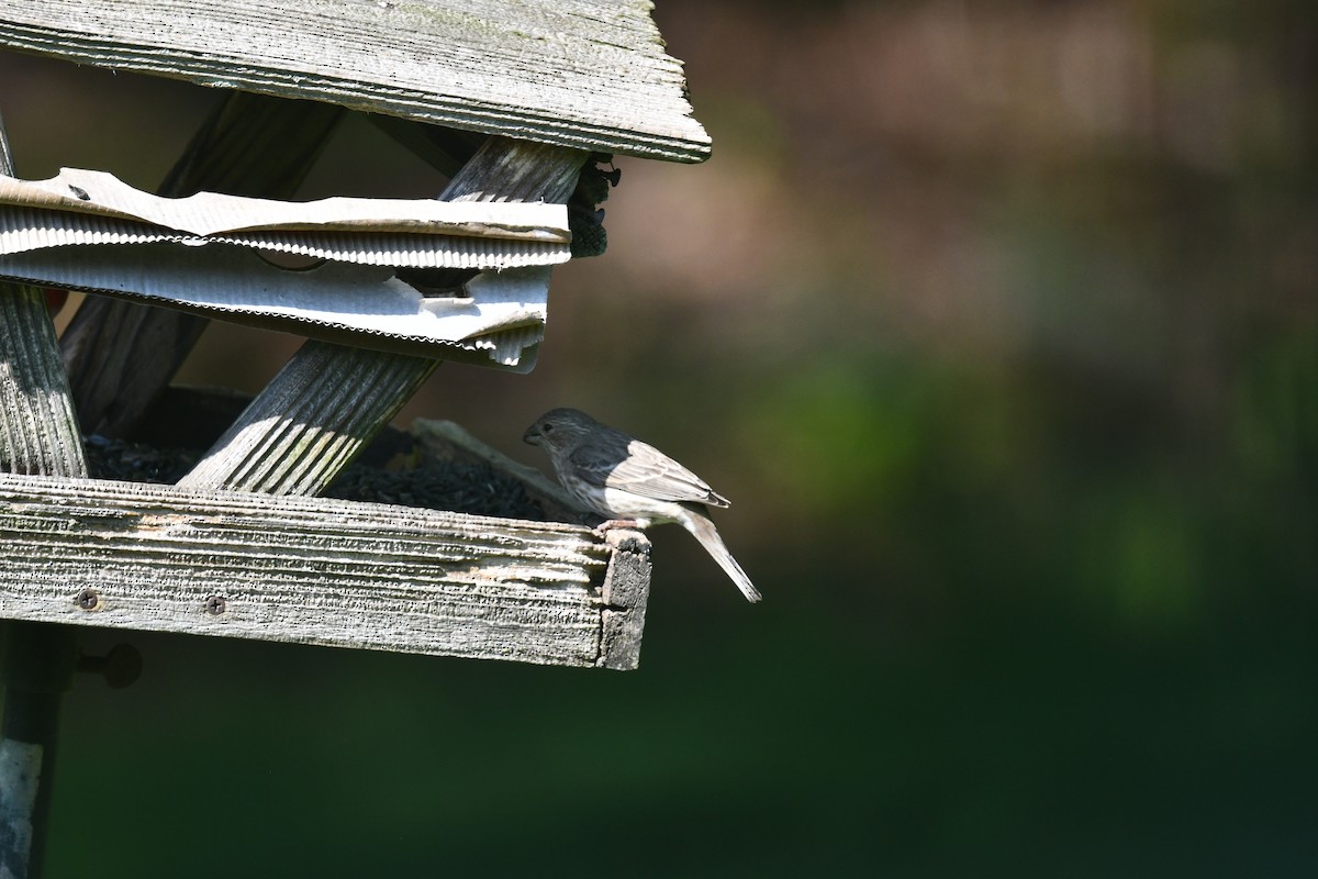 Rose-breasted Grosbeak - ML618082212