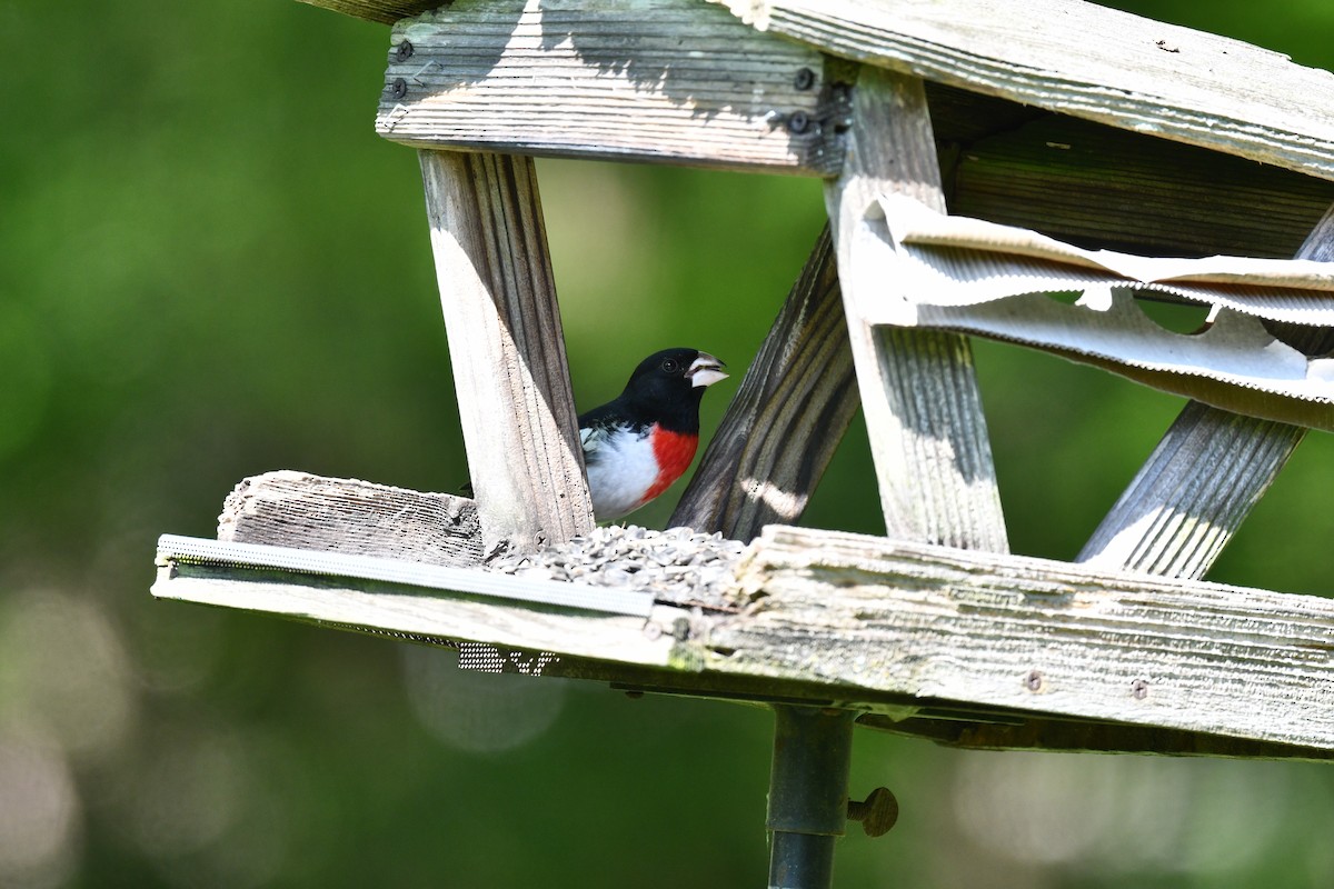 Rose-breasted Grosbeak - Stephanie L