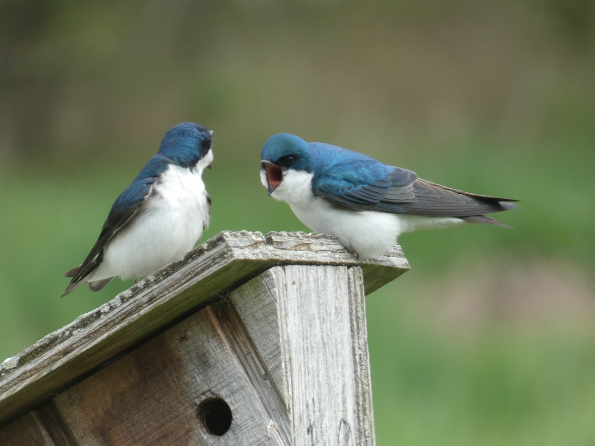 Tree Swallow - ML618082215