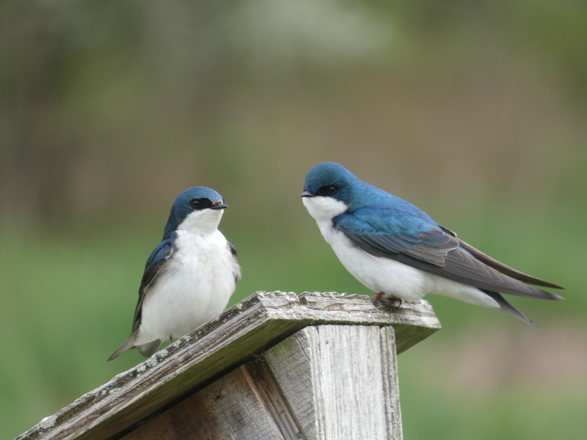 Tree Swallow - ML618082216