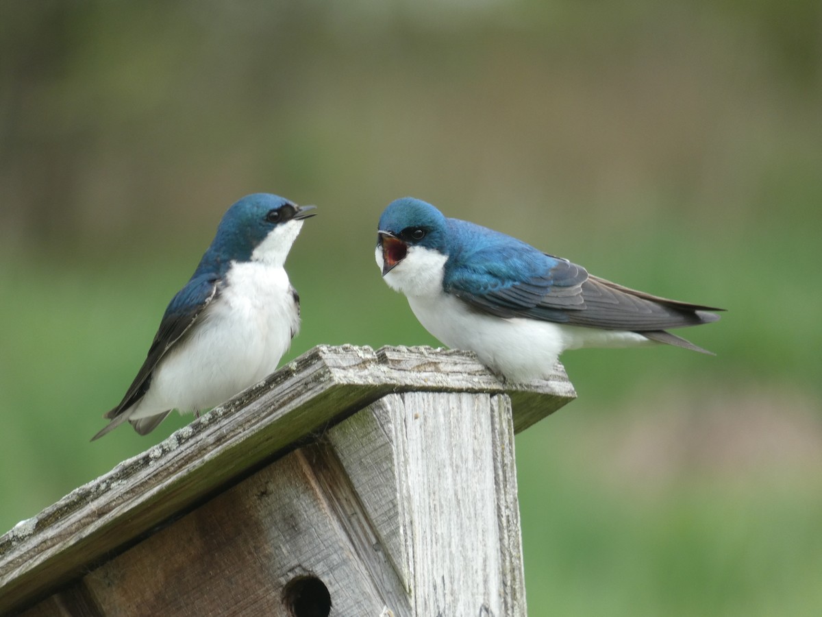 Tree Swallow - ML618082217