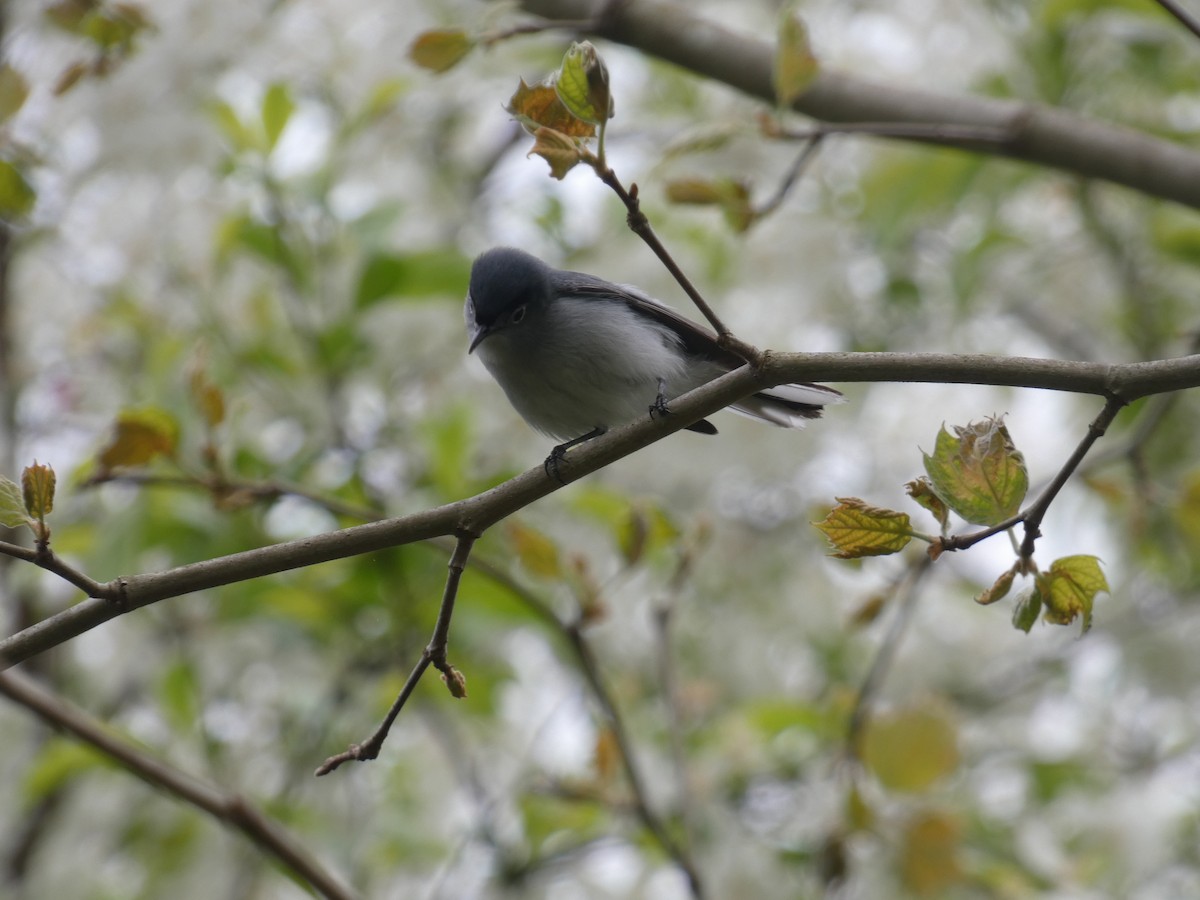 Blue-gray Gnatcatcher - ML618082222