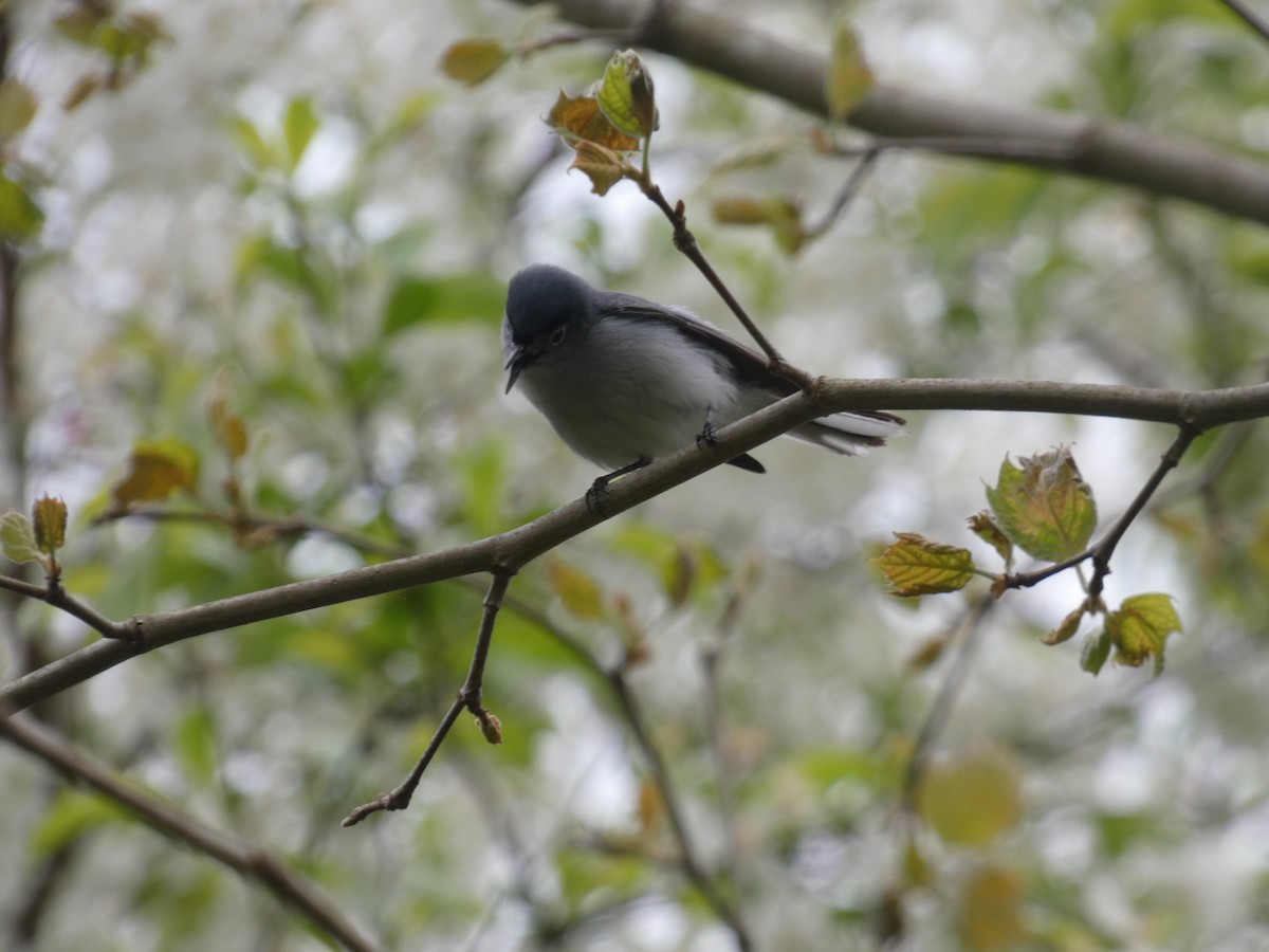 Blue-gray Gnatcatcher - ML618082223