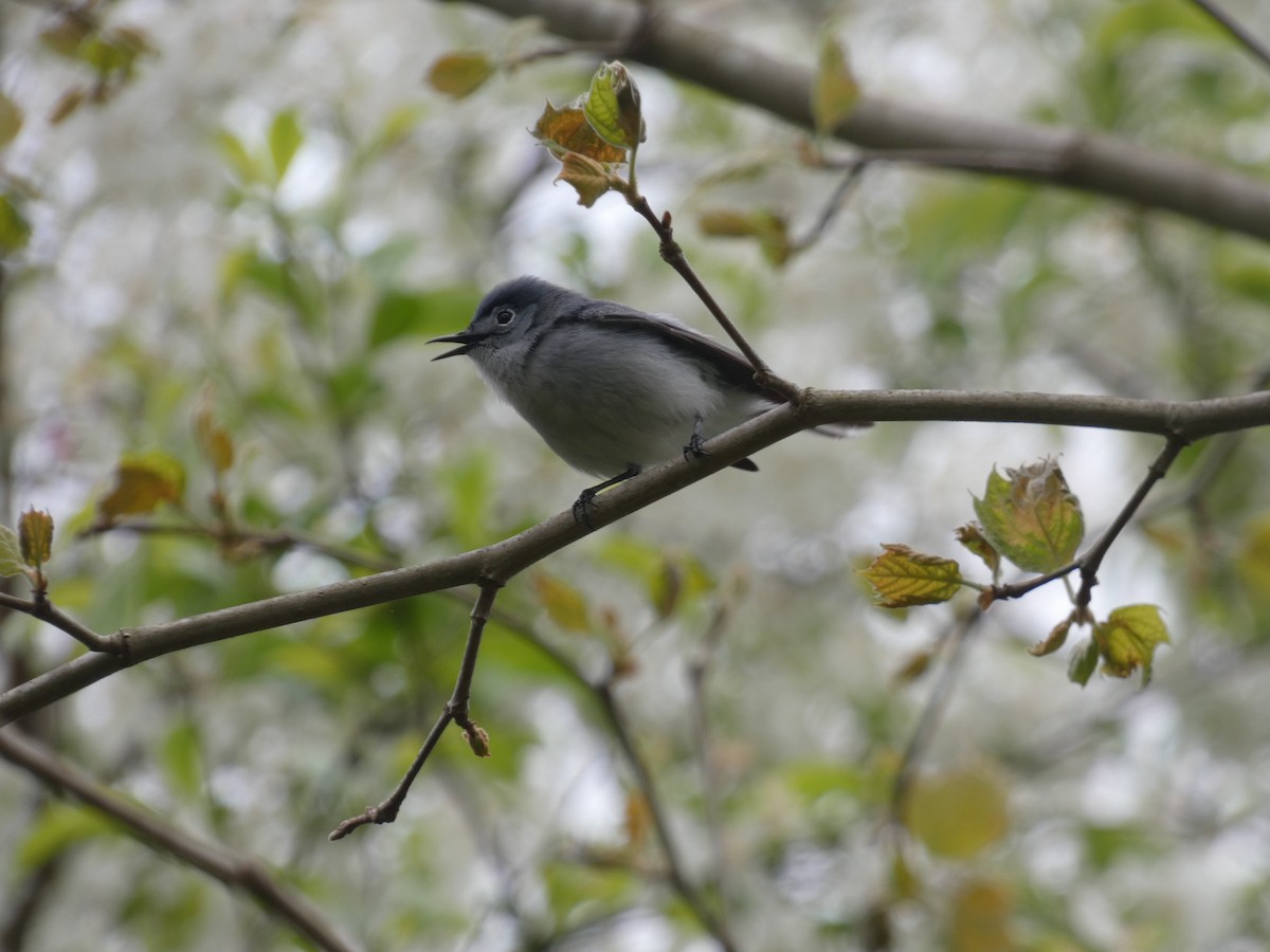 Blue-gray Gnatcatcher - ML618082224