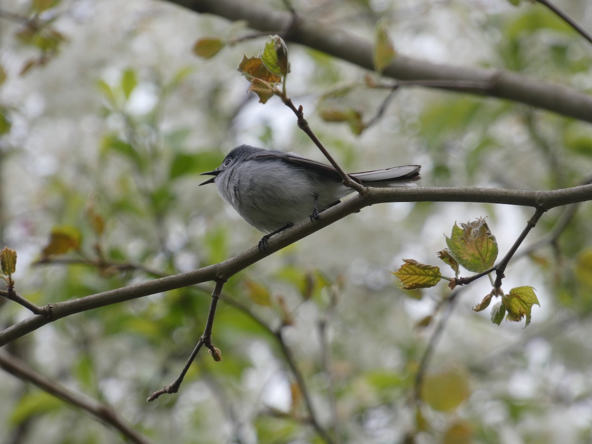 Blue-gray Gnatcatcher - ML618082225