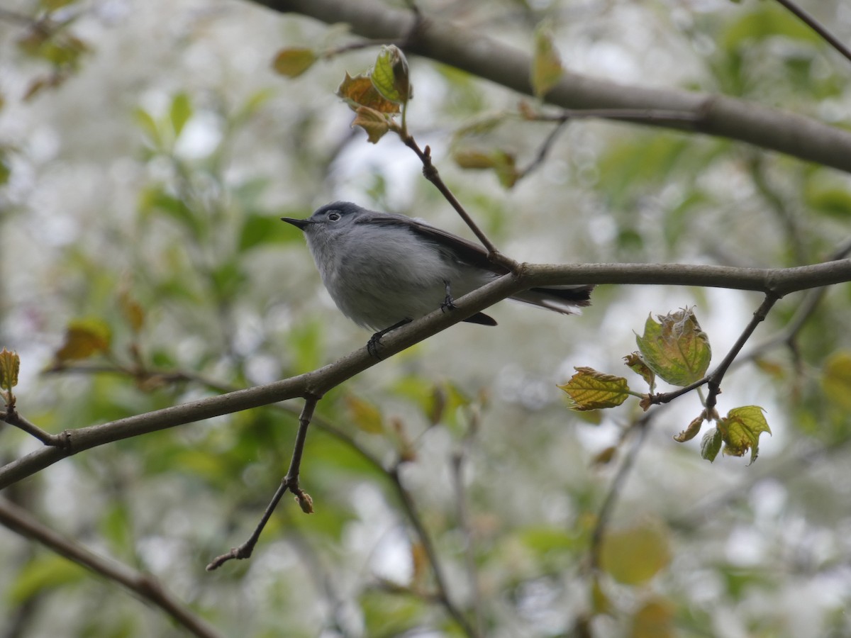 Blue-gray Gnatcatcher - ML618082227