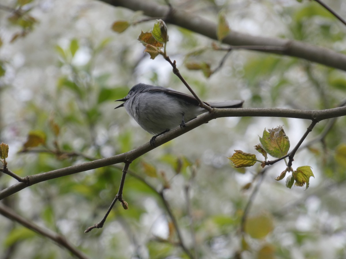 Blue-gray Gnatcatcher - ML618082228