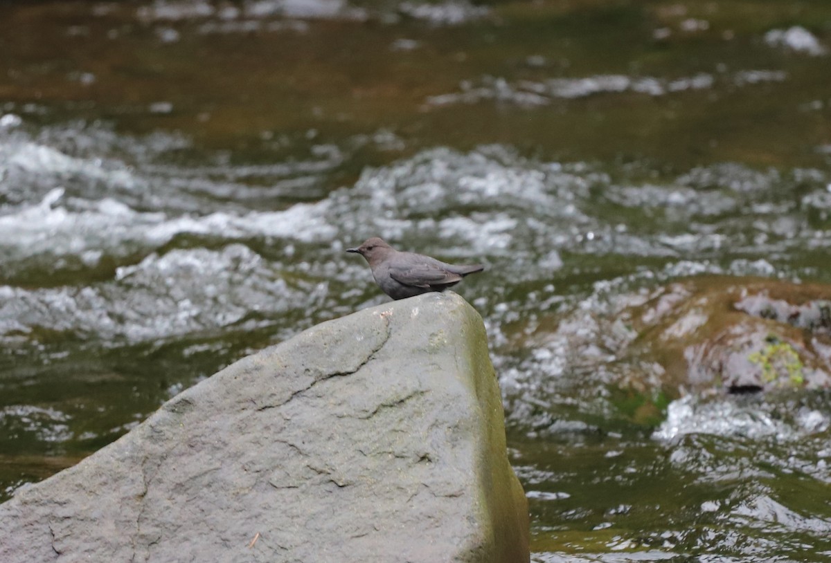 American Dipper - ML618082247