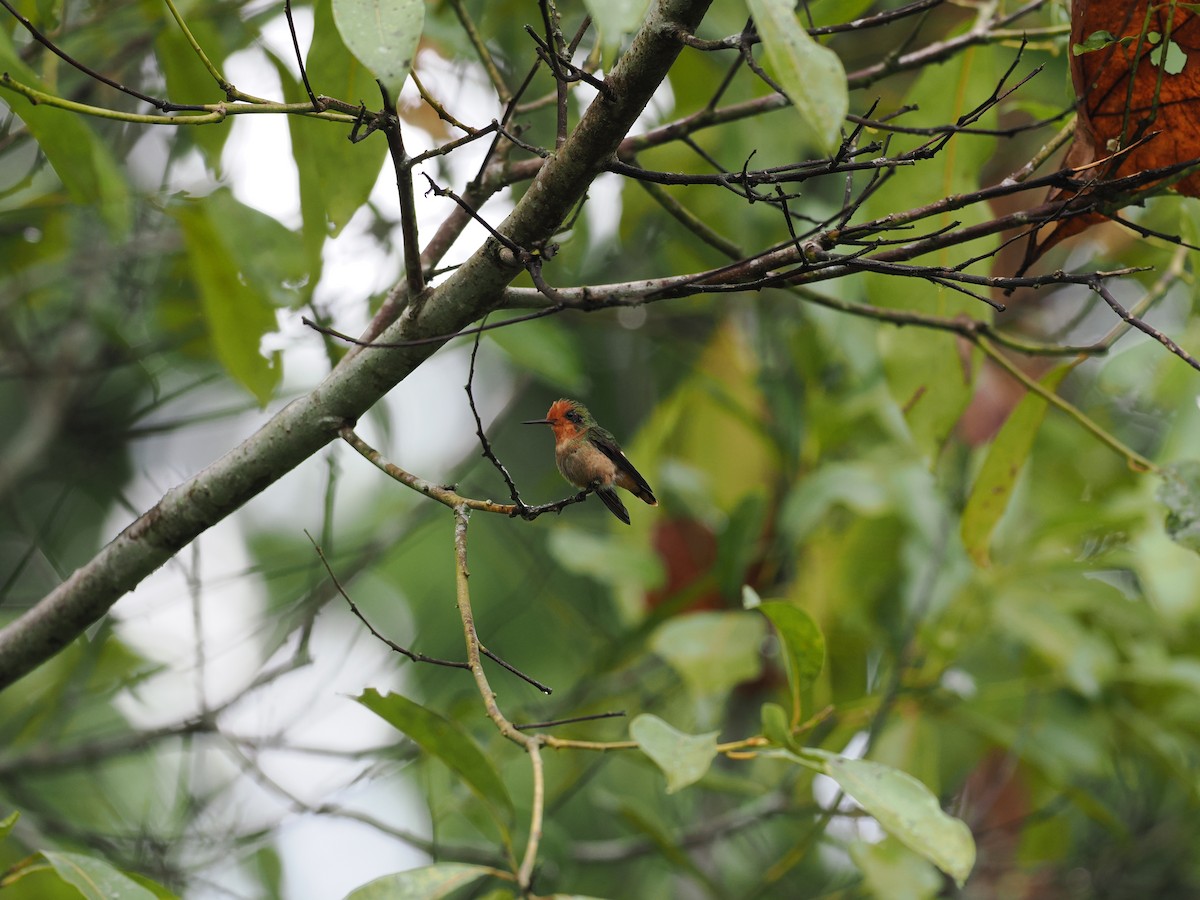 Rufous-crested Coquette - Ben Wilcox