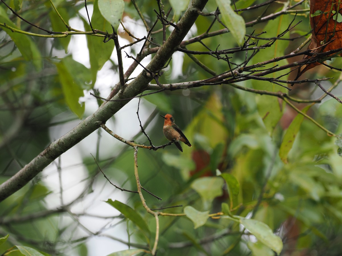 Rufous-crested Coquette - ML618082254