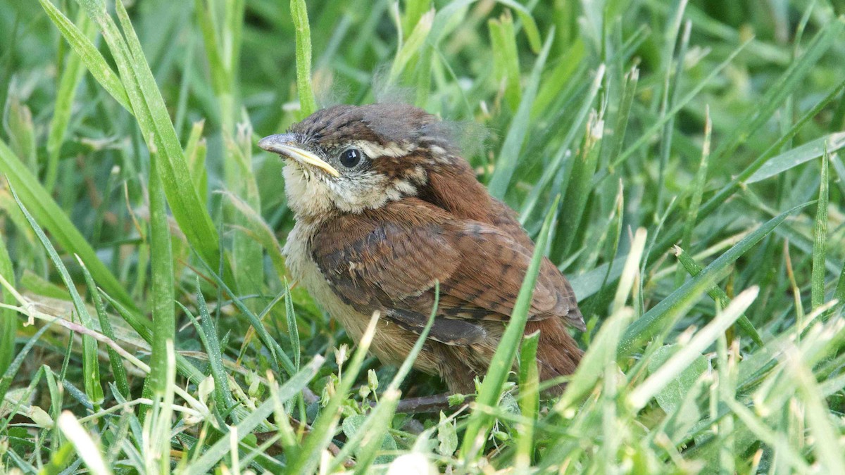 Carolina Wren - Gregory Gough 🦚