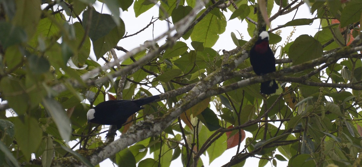 White-capped Tanager - Spencer Vanderhoof