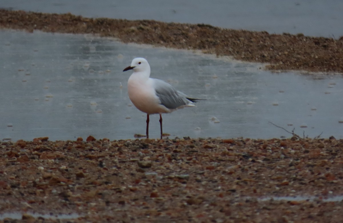 Slender-billed Gull - Francisco Javier Calvo lesmes