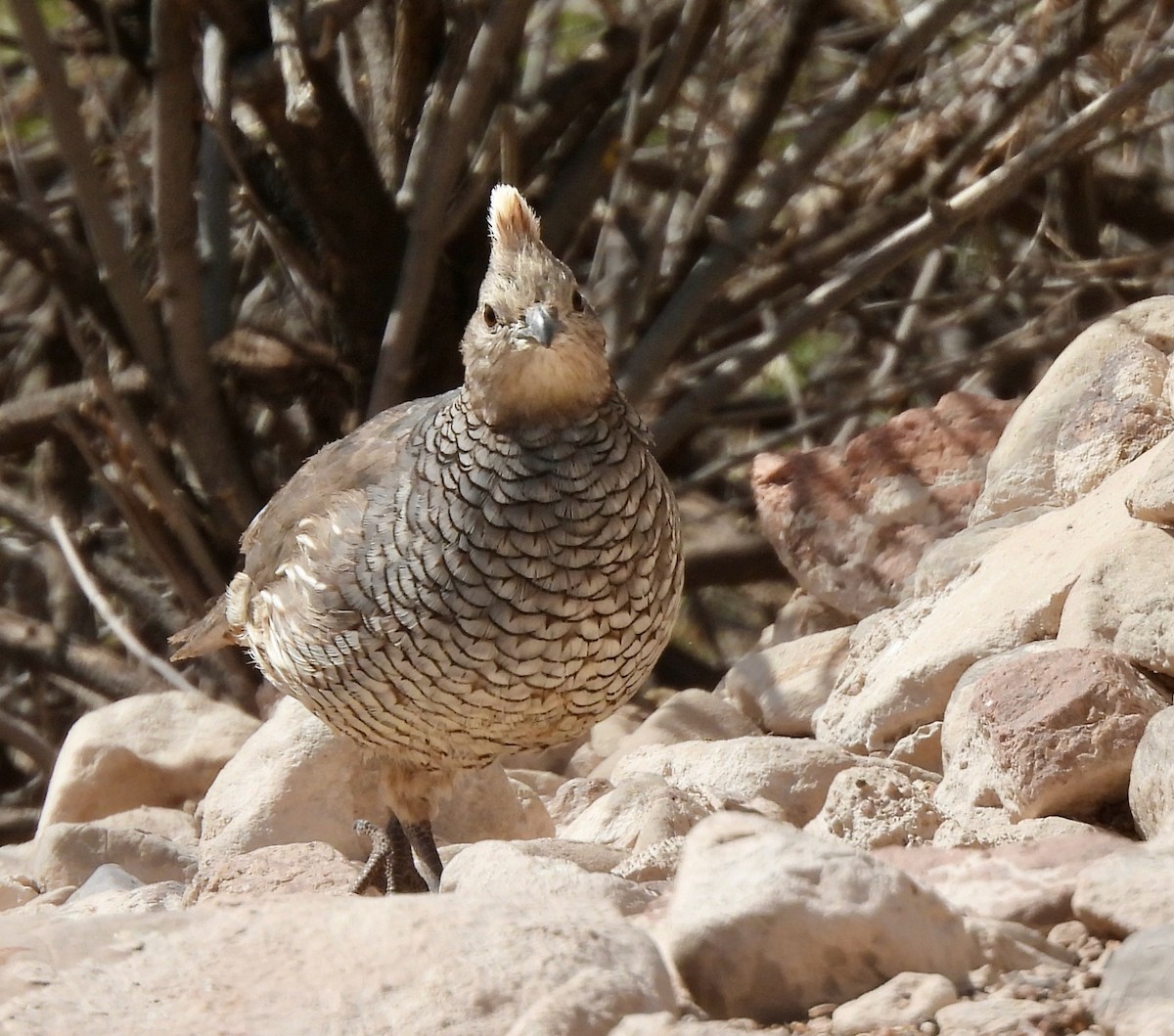 Scaled Quail - Karen Goodger