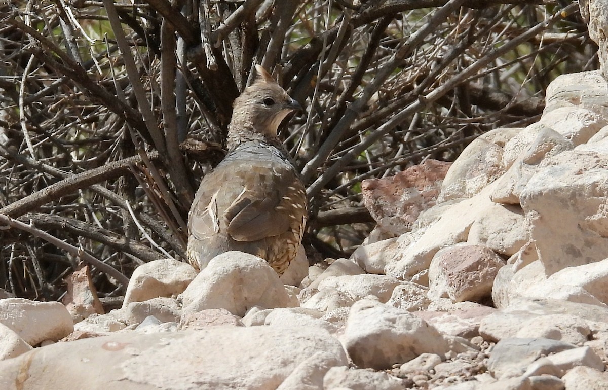 Scaled Quail - Karen Goodger