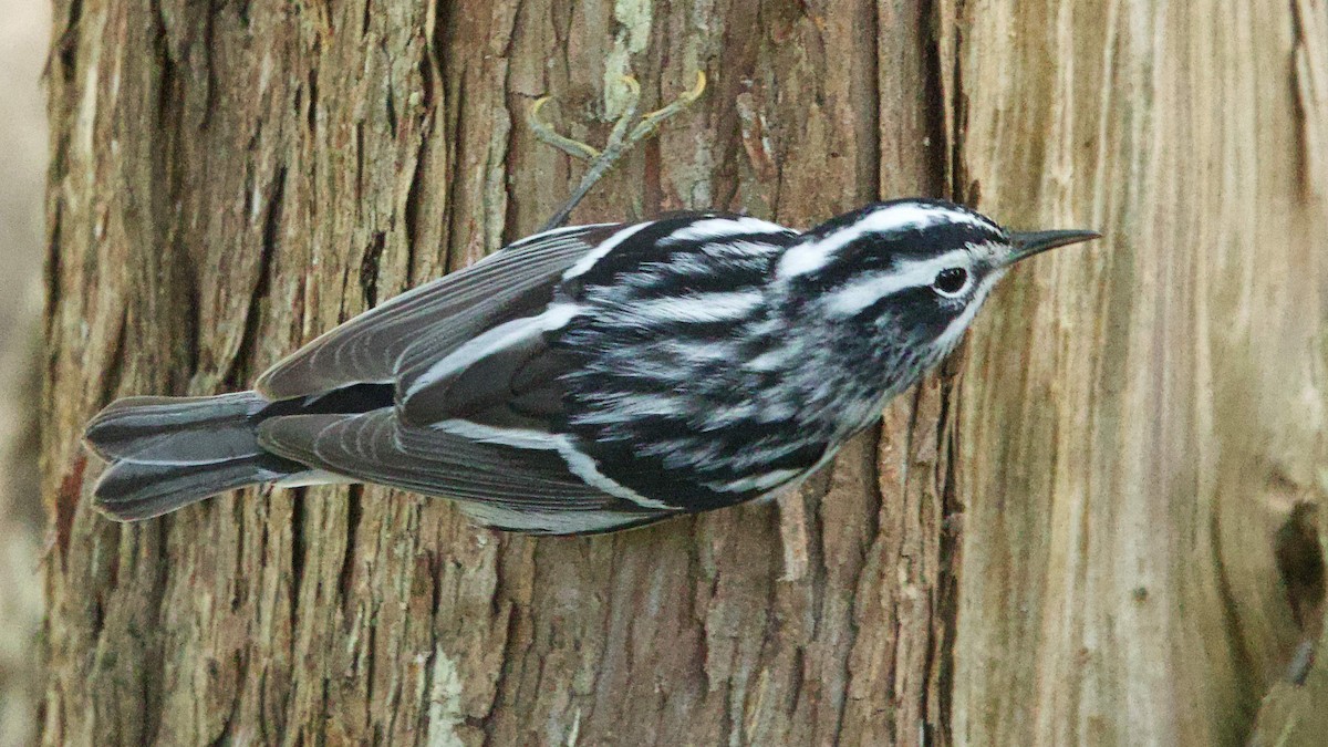 Paruline noir et blanc - ML618082281