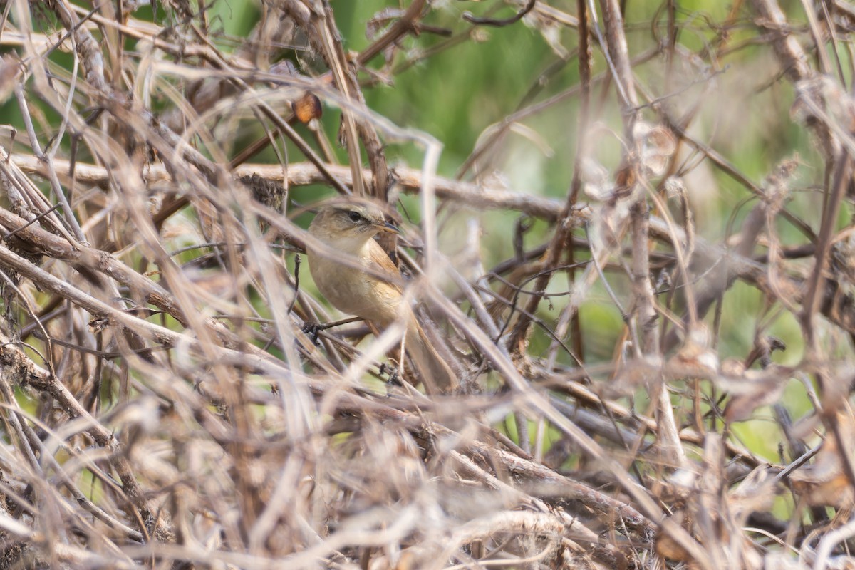 Black-browed Reed Warbler - Wich’yanan Limparungpatthanakij