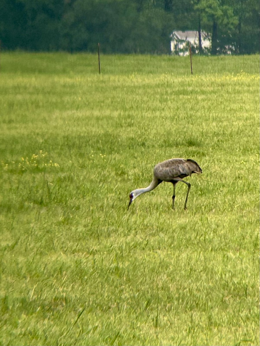 Sandhill Crane - ML618082307