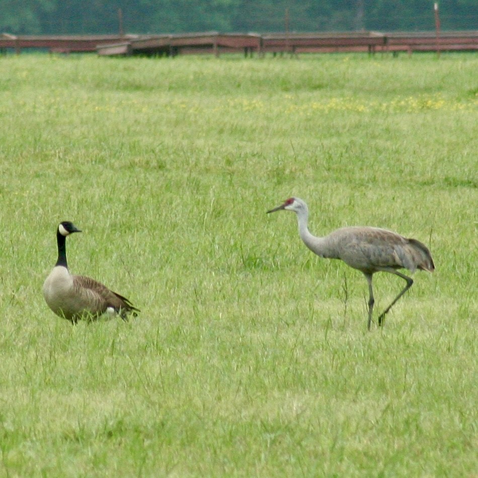 Sandhill Crane - ML618082308