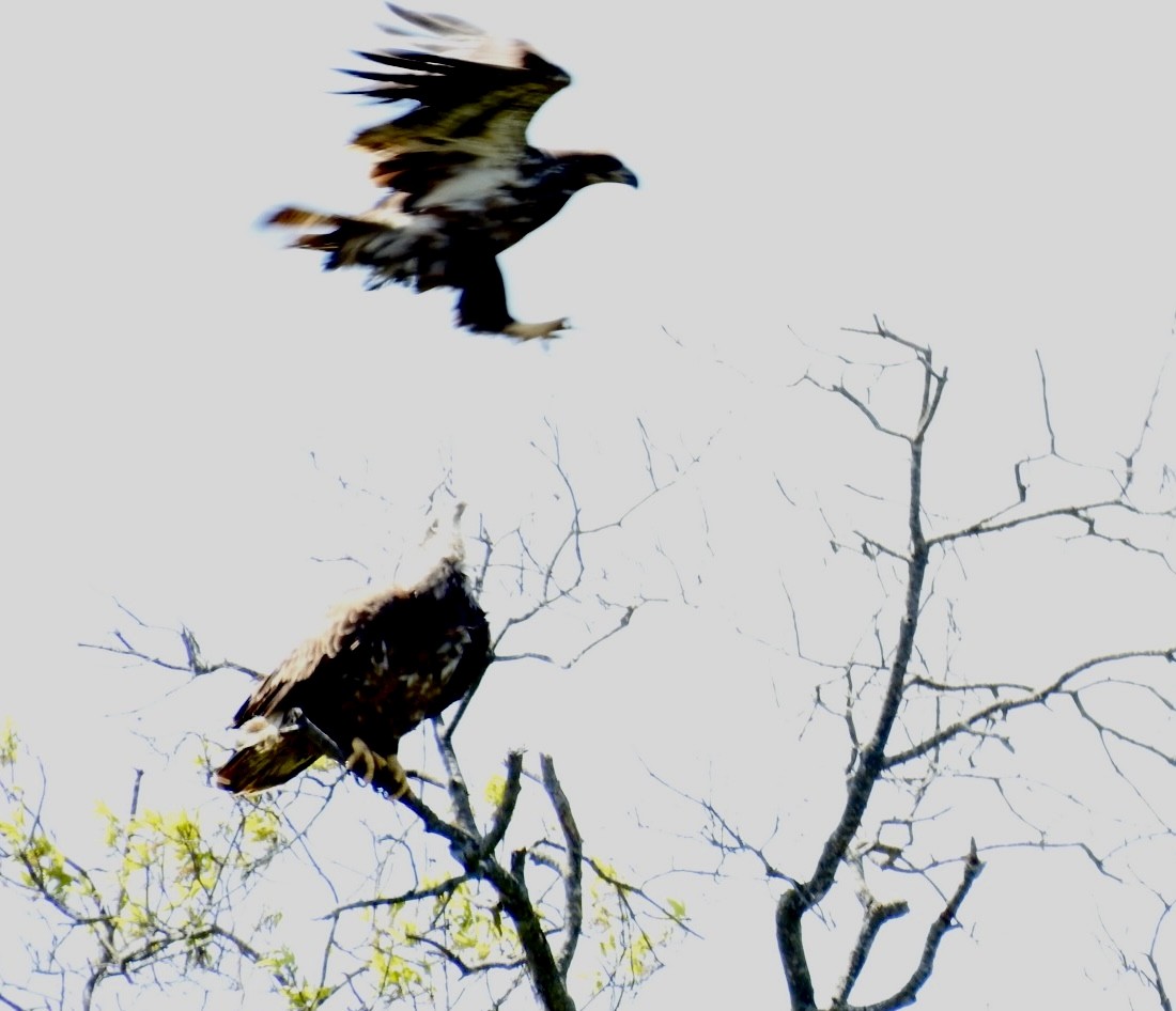 Bald Eagle - ML618082309