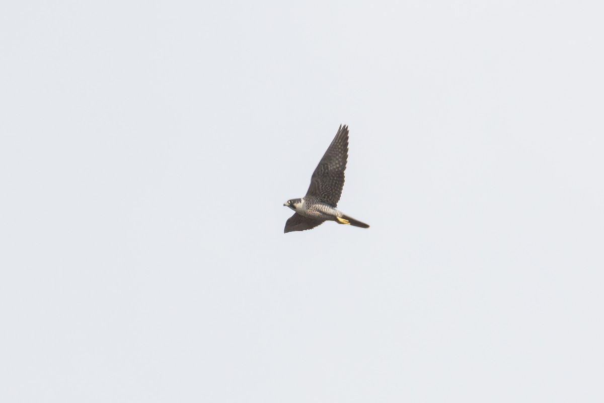 Peregrine Falcon (Eurasian) - Wich’yanan Limparungpatthanakij