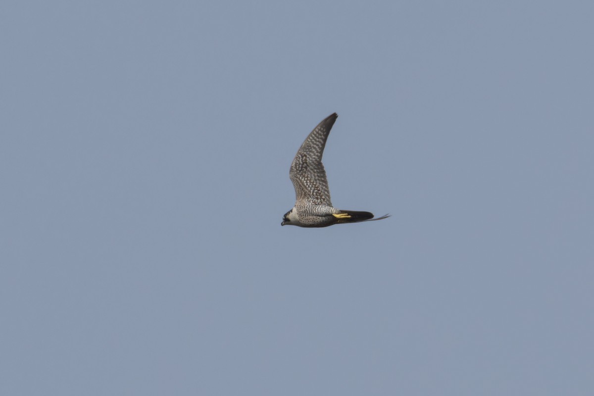 Peregrine Falcon (Eurasian) - Wich’yanan Limparungpatthanakij