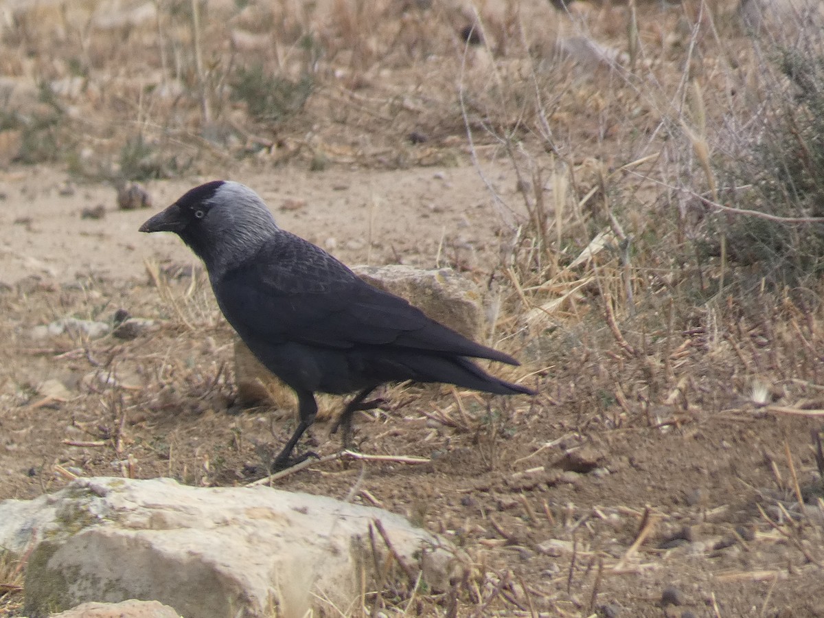 Eurasian Jackdaw - ML618082319