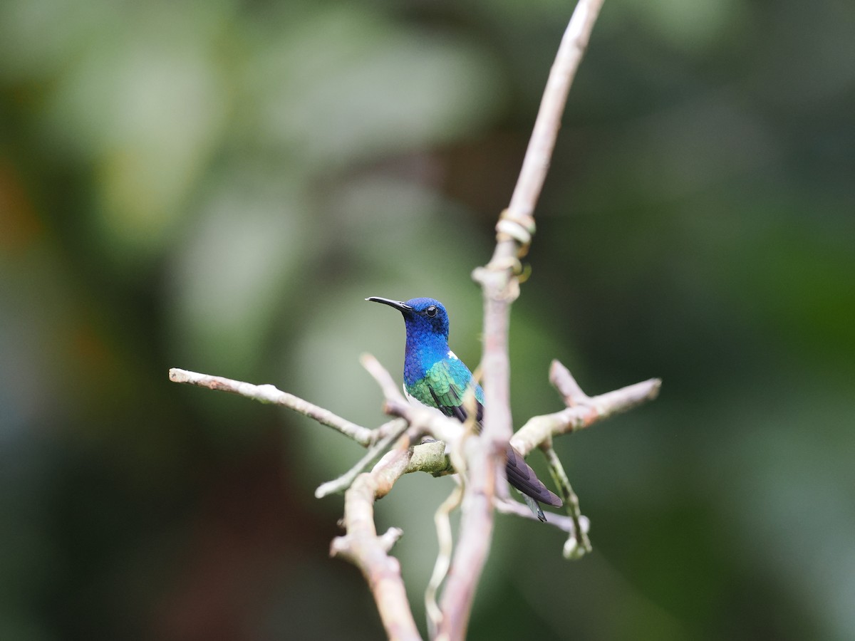 White-necked Jacobin - Ben Wilcox