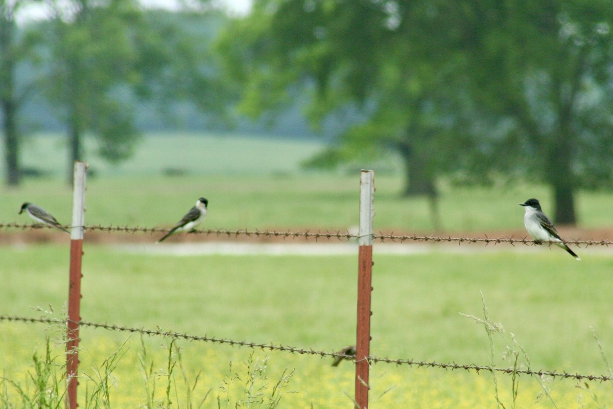 Eastern Kingbird - ML618082337