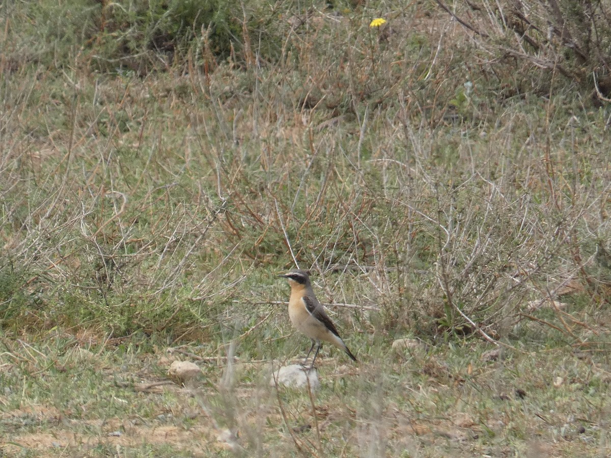 Northern Wheatear - Xavier Parra Cuenca