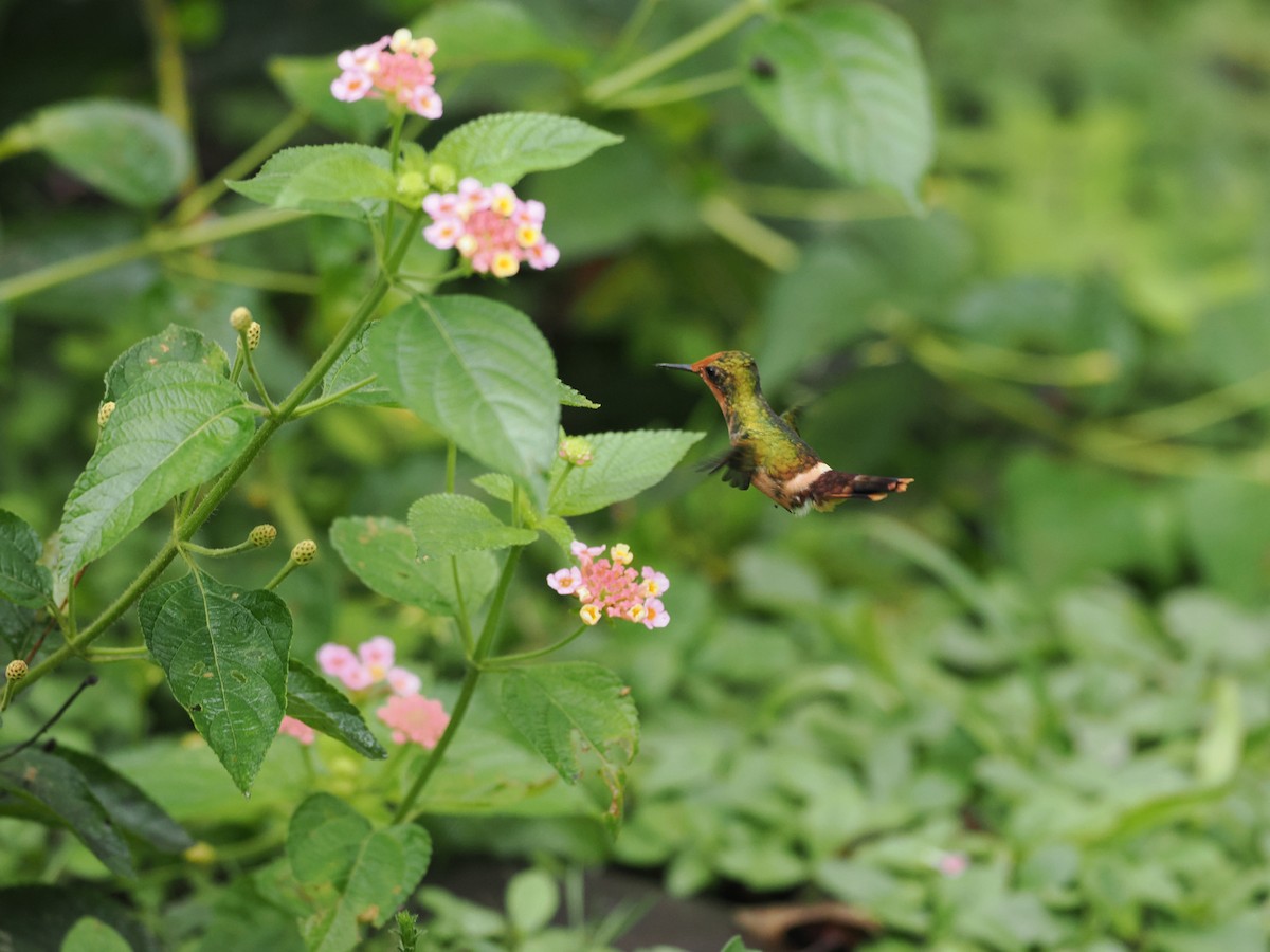 Rufous-crested Coquette - ML618082360