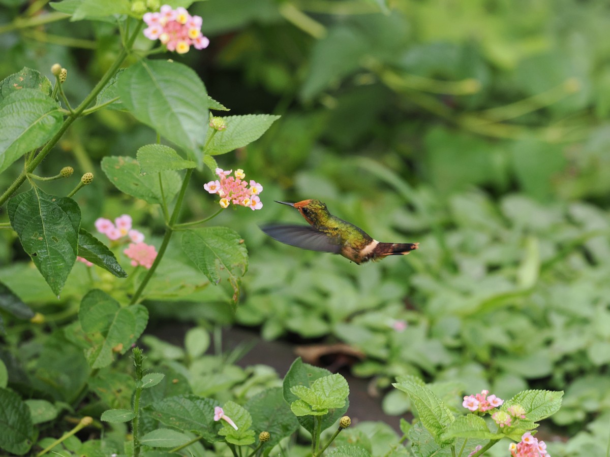 Rufous-crested Coquette - Ben Wilcox