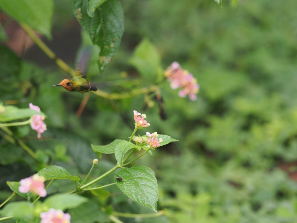 Rufous-crested Coquette - Ben Wilcox