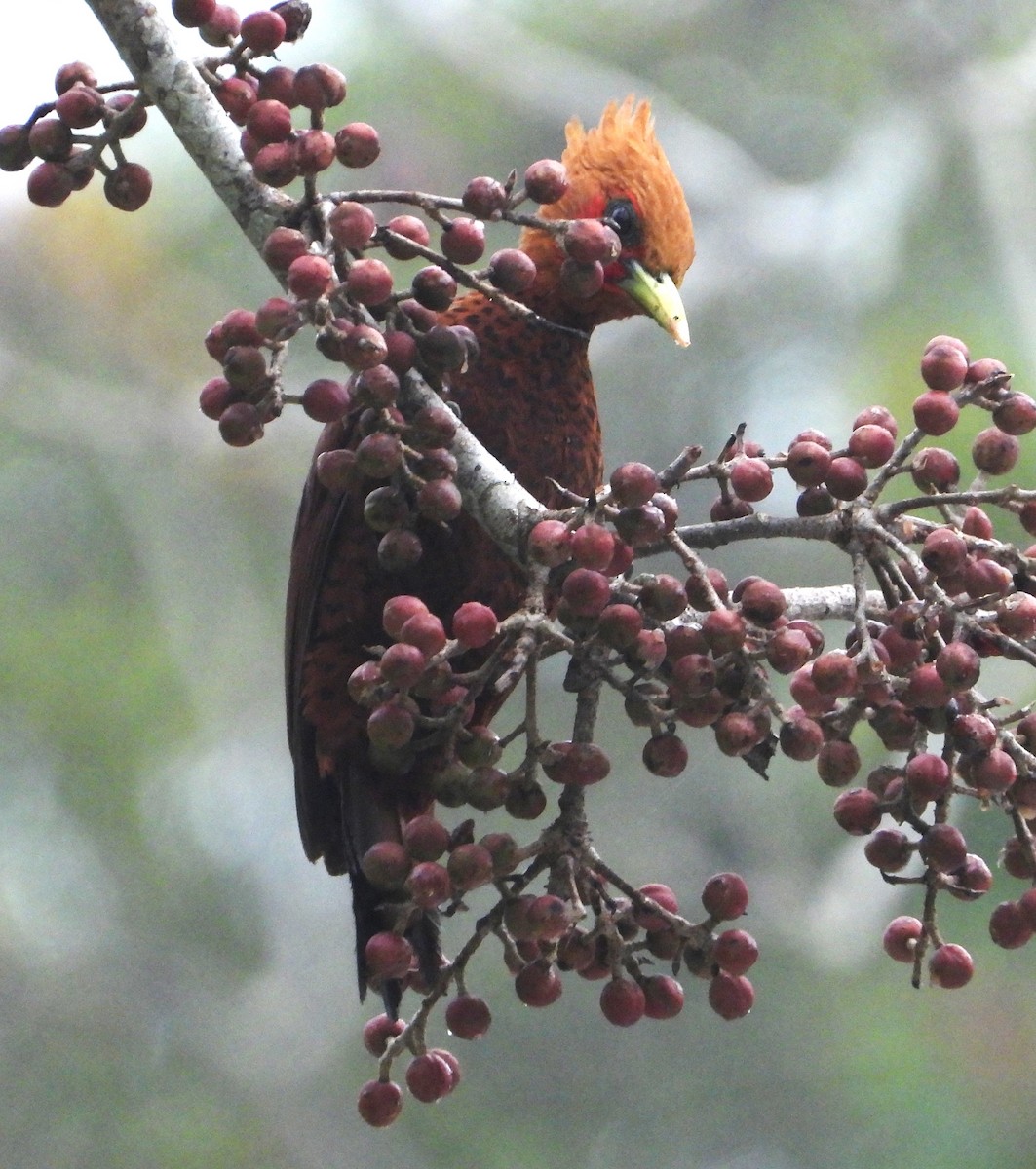 Chestnut-colored Woodpecker - Tom Perls