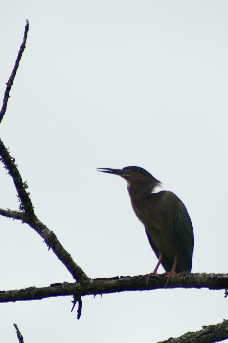 Green Heron - ML618082372