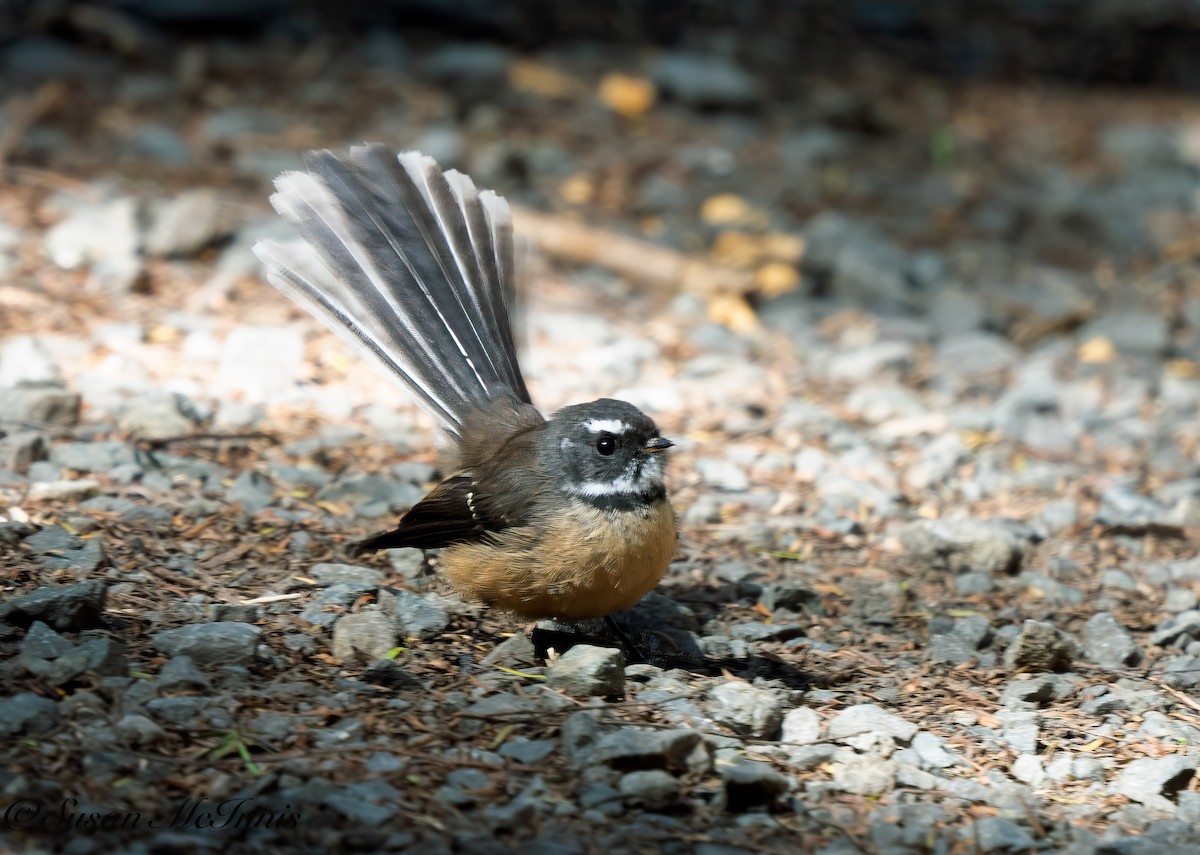 New Zealand Fantail - ML618082405