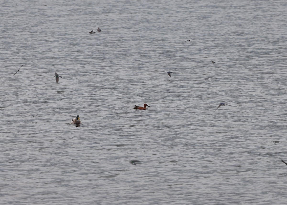 Cinnamon Teal - Andrew S. Aldrich