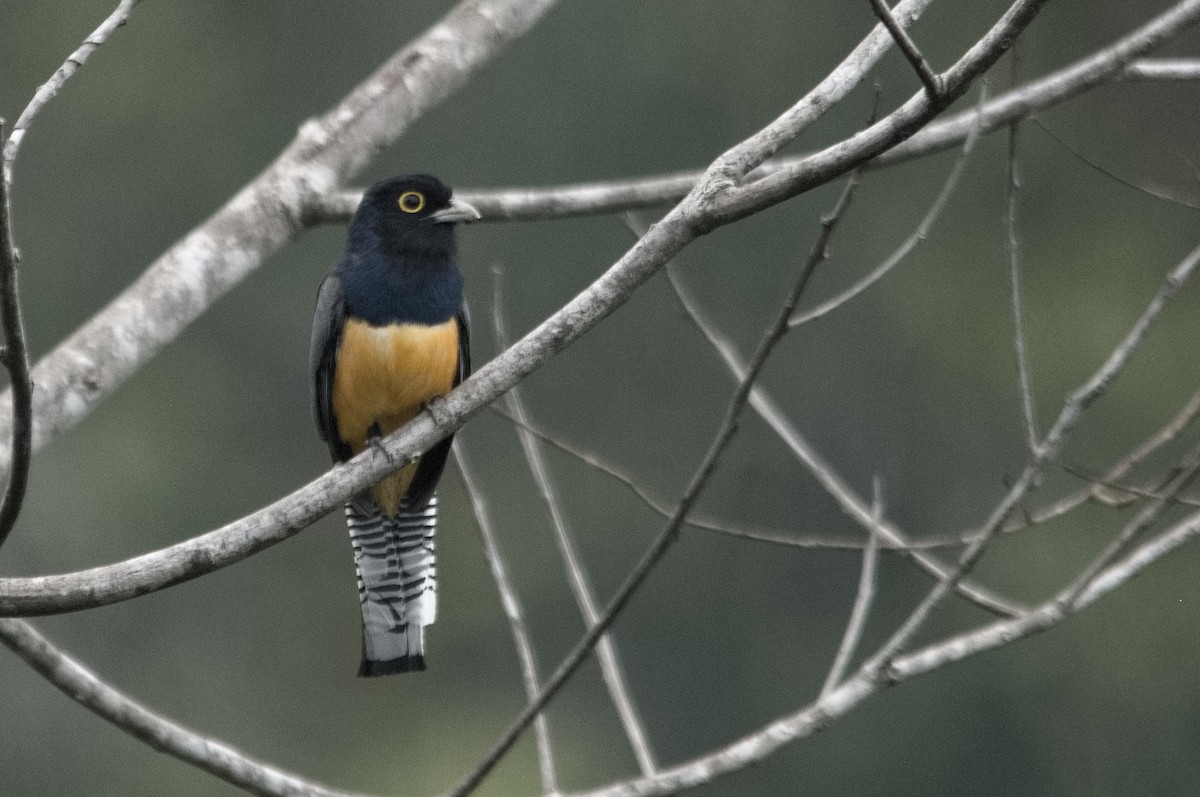 Gartered Trogon - Kevin Thompson